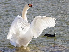 Laughing swan by Teresa Bauer