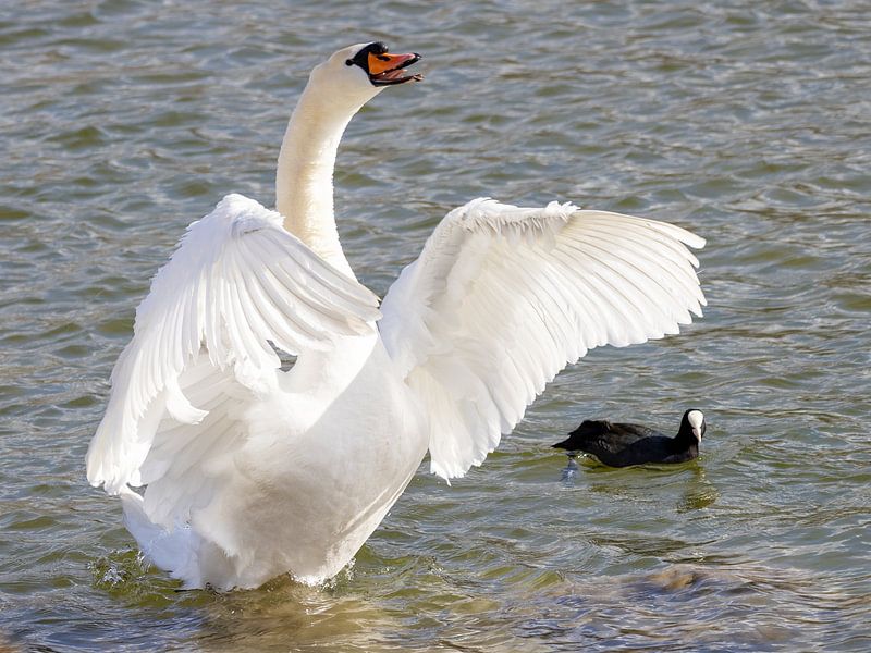 Laughing swan by Teresa Bauer