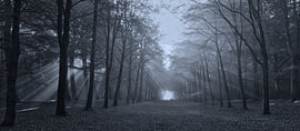 Jacob’s ladders above the Heilooërbos