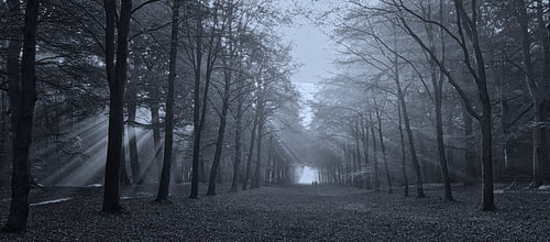 Jacob’s ladders above the Heilooërbos