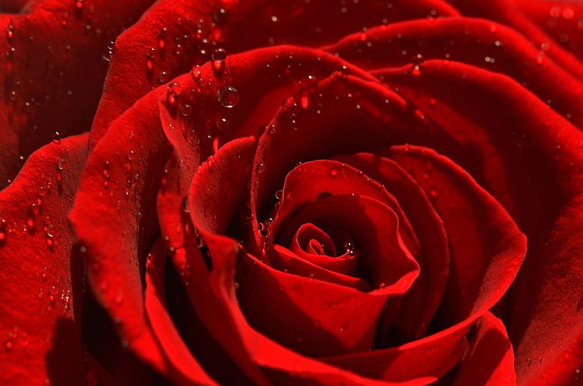 Rose by Violetta Honkisz