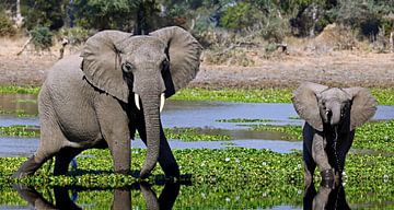 Elefanten im Fluss - Afrika wildlife