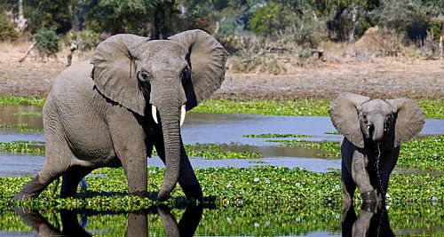 Elephants in the water - Africa wildlife