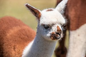 Portrait eines Baby Alpaka, siofok ungarn balaton