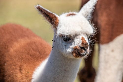 Portret van een baby alpaca, siofok hongarije balaton