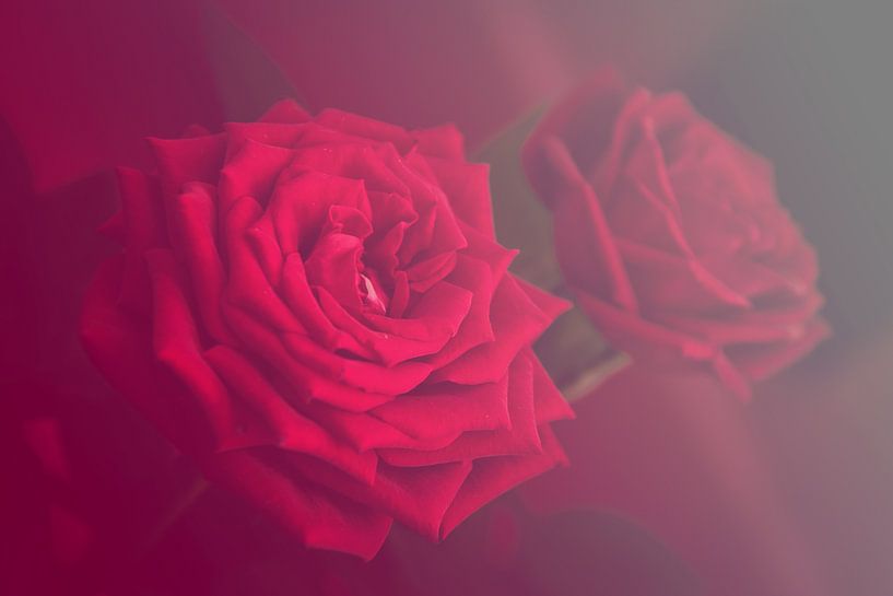 Rote Rosen van Roswitha Lorz
