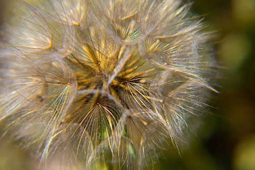 Des graines volantes comme sur le pissenlit