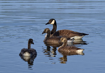 Canada goose with young