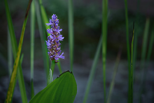 Blaue Blüte des Hechtkrauts (Pontederia cordata), einer Zierpflanze für Gartenteiche, die auch wild 