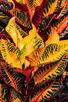 Golden leaves by Niels Sinke