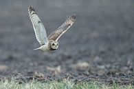 Short eared owl von Menno Schaefer Miniaturansicht