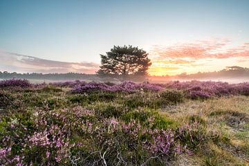 Lever de soleil sur les landes d'Utrechtse Heuvelrug sur Peter Haastrecht, van