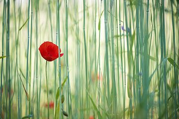 Poppy  by Lucia Kerstens