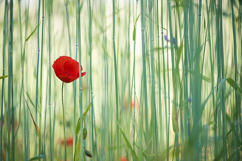 Coquelicot  par Lucia Kerstens