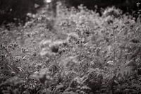 Feldblumen