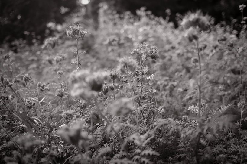 Fieldflowers by Albert Hartwig