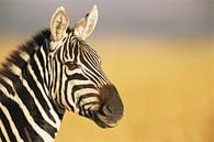 Portrait of a Common Zebra or Steppezebra (Equus quagga) in close-up by Nature in Stock thumbnail