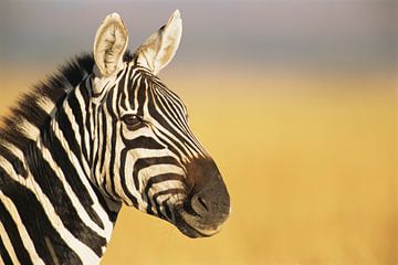 Portret van een Gewone zebra of Steppezebra (Equus quagga) in close-up van Nature in Stock