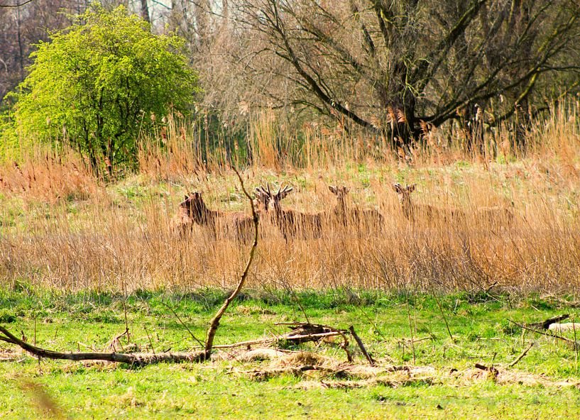 Herten achter het riet. by Jan van der Schans