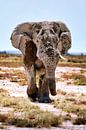 Namibias Elefanten von W. Woyke Miniaturansicht