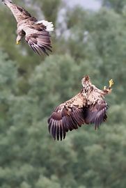 Two sea eagles in flight against a pale green background. by Rob Geerlings