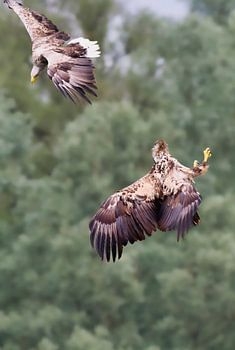 Two sea eagles in flight against a pale green background.