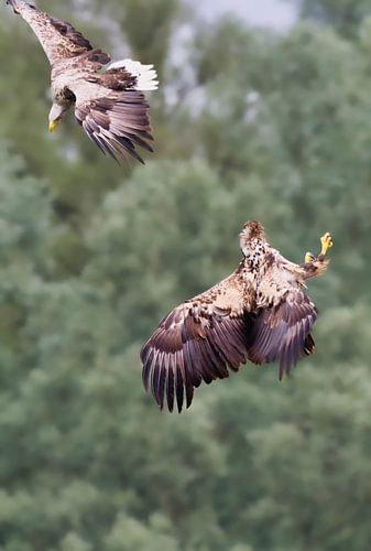 Two sea eagles in flight against a pale green background.