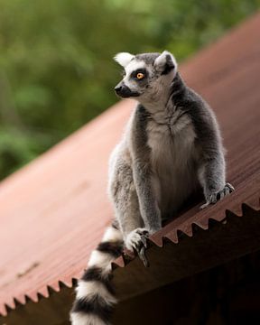 Ring-tailed lemur on the roof by Jasmijn Otten