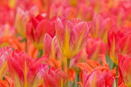 Special Tulp 2026 by Marco Liberto