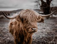 Scottish Highland cattle