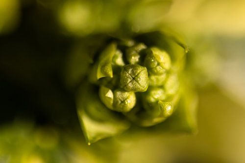 Bloem in knop met zacht bokeh