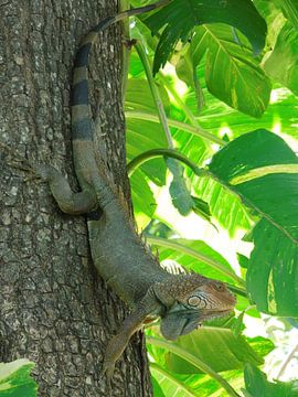Iguana in tree by Lin McQueen