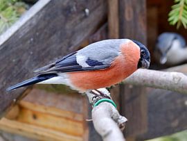 Dompfaff von Michael Schreier