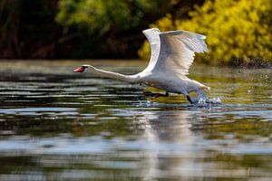 Weißer Schwan im Flug