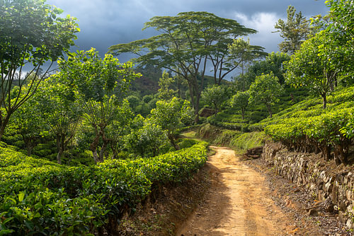 Dirt road through a tea plantation