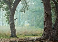 Line of sight
