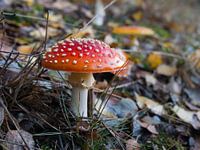 Champignon rouge à points blancs