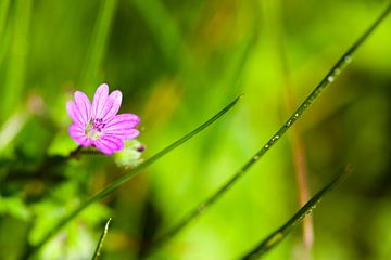 Little Sidewalk Flower von Vincent van den Hurk