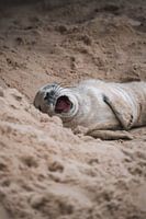 Grey seal yawning on the beach