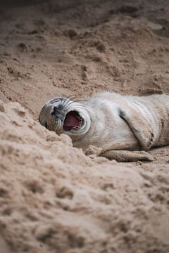 Grijze zeehond die gaapt op het strand van Faye van Genderen