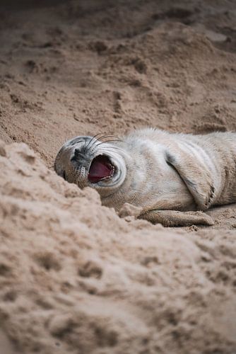 Grey seal yawning on the beach