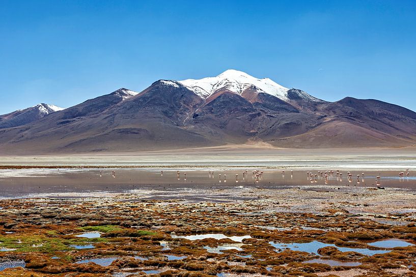 La Laguna Colorada dans l'Altiplano en Bolivie par Roland Brack