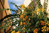 Bloeiende plant met helder oranje bloemen voor de huismuur en blauwe lucht