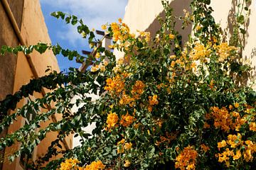 Blühende Pflanze mit leuchtend orangenen Blüten vor Häuserwand und blauem Himmel