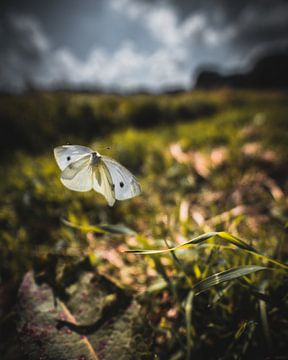 vlinder van Bjorn Brekelmans