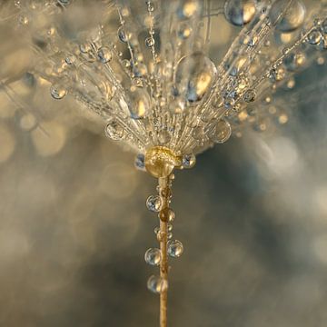 Vierkantje met druppels aan een paardenbloem pluisje van Marjolijn van den Berg