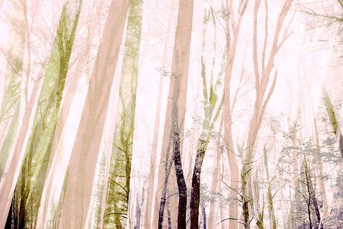 Spring in the forest