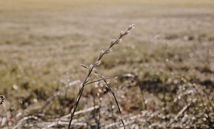 Céréales provenant des pâturages des agriculteurs de la Veluwe sur Gerlinda Lassche