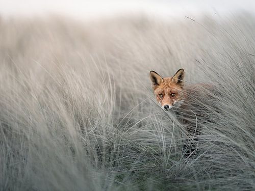 Verstecken spielen mit einem Fuchs