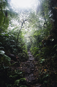 Monteverde Cloud Forest – The Enchanted Mist of Costa Rica